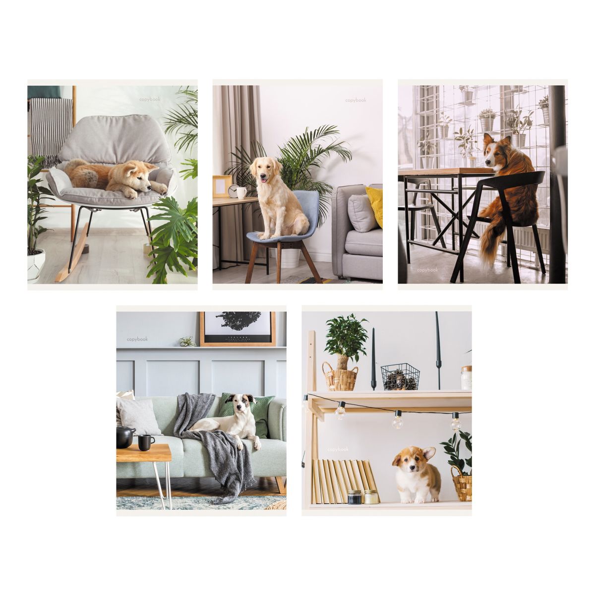 Тетрадь 96л. Клетка. Домашние любимцы