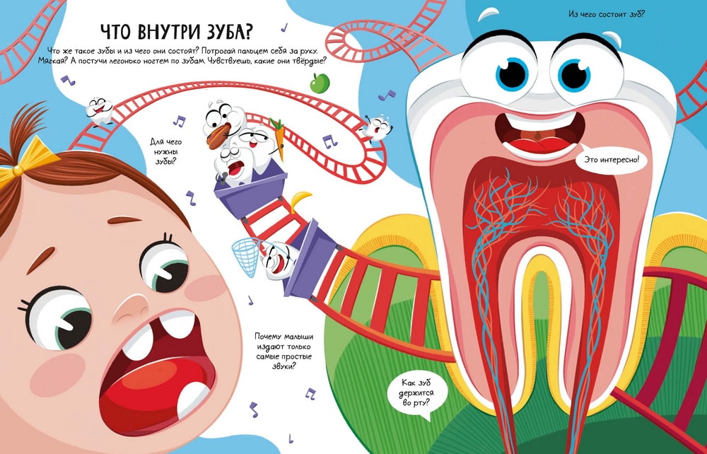 Всё о зубах. Открывай и изучай! Интерактивная картонная книга о зубах