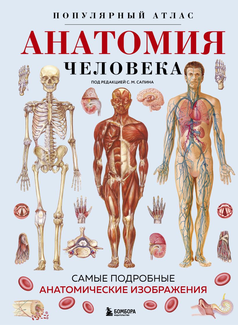 Анатомия человека. Популярный атлас. Самые подробные анатомические изображения