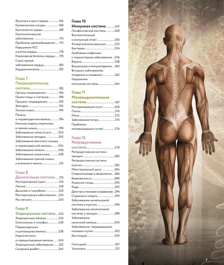 Анатомия человека. Визуальный гид по всем системам организма: норма и патологии